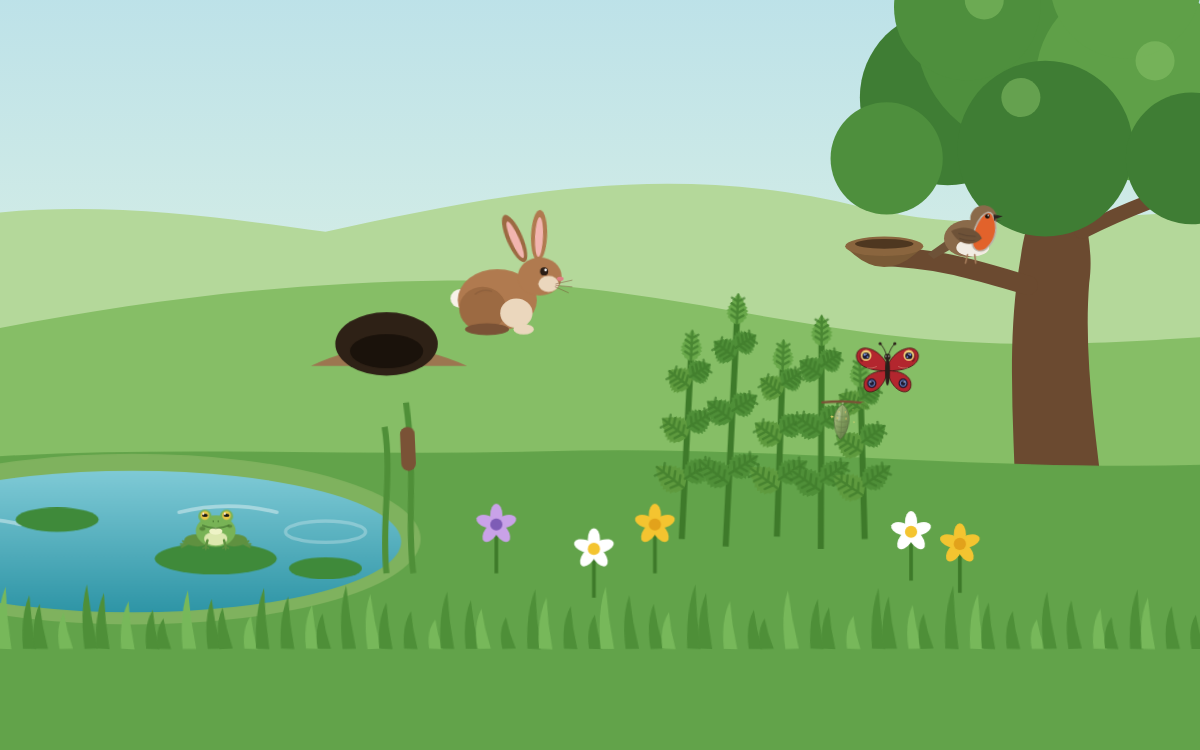 Animal Life Cycles: Grow a Frog, Butterfly, Robin and Rabbit
