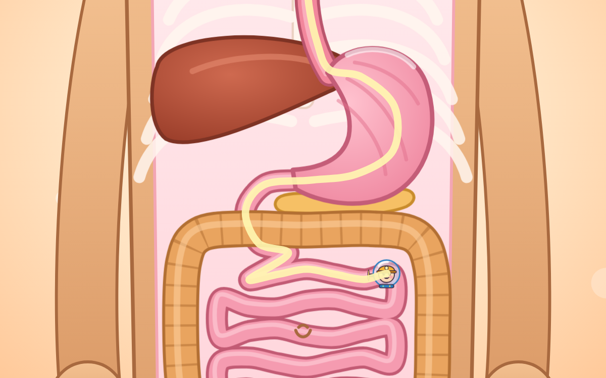 The Digestive System: Follow Your Lunch with Pip