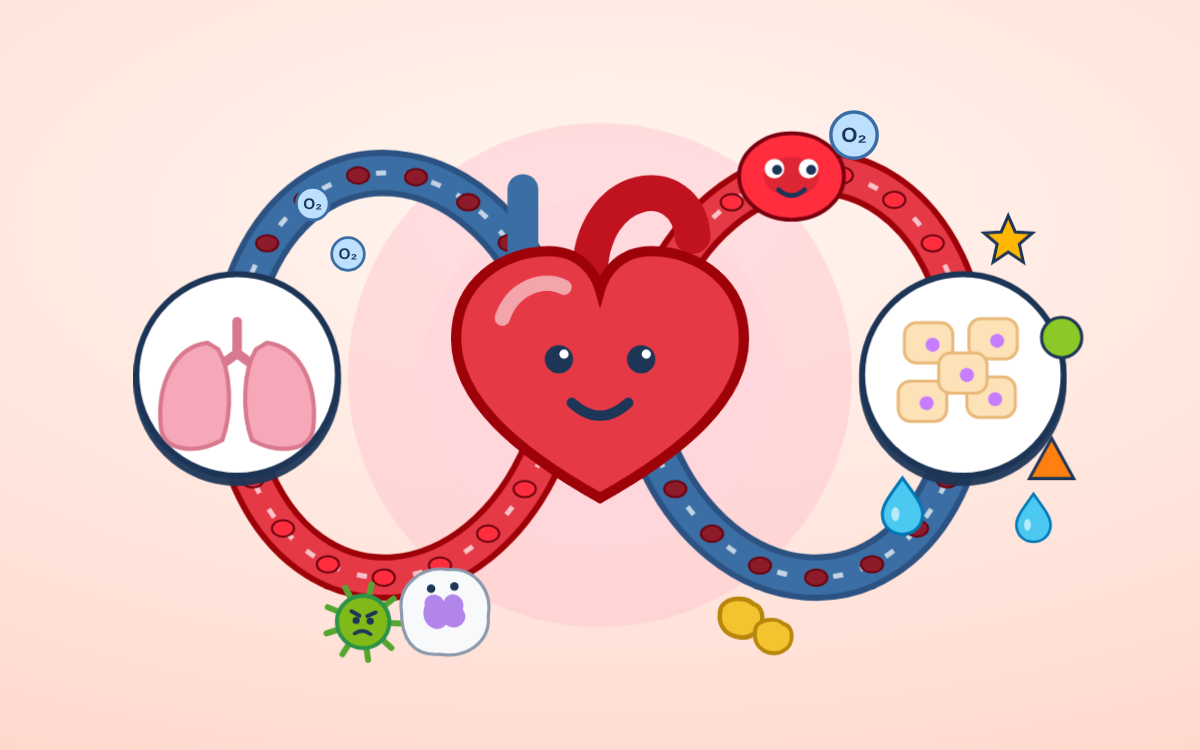 The Heart and Circulatory System: Ride with Rosie
